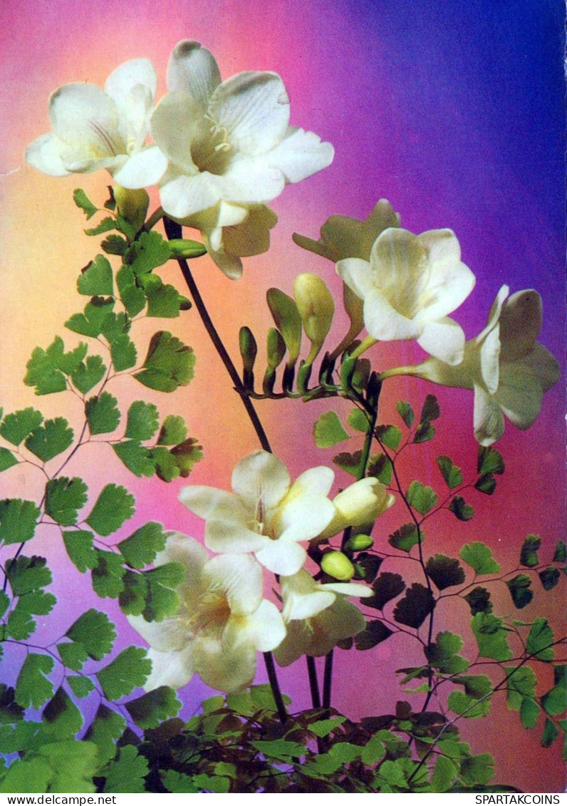 FLOWERS Vintage Ansichtskarte Postkarte CPSM #PBZ072.DE - Blumen