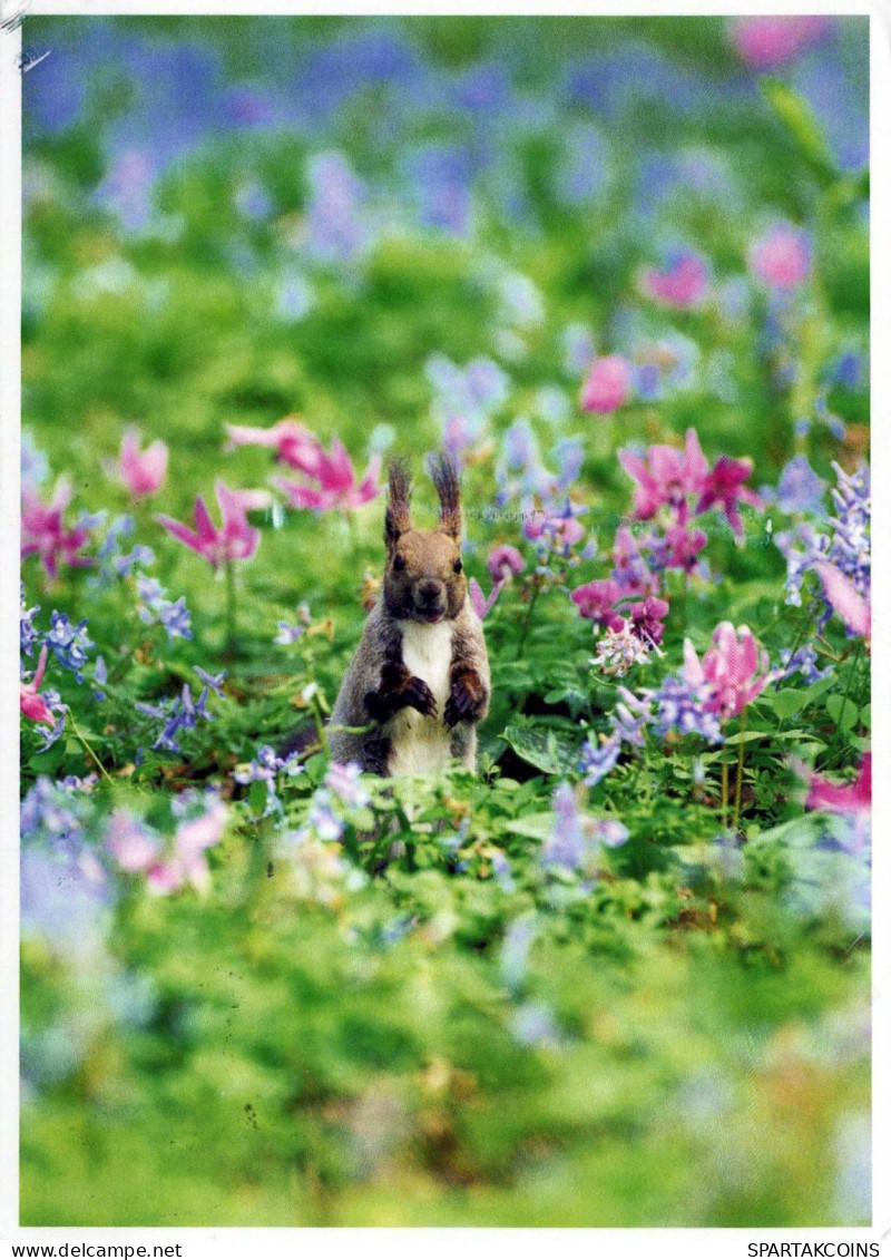 EICHHÖRNCHEN Tier Vintage Ansichtskarte Postkarte CPSM #PBS714.DE - Autres & Non Classés