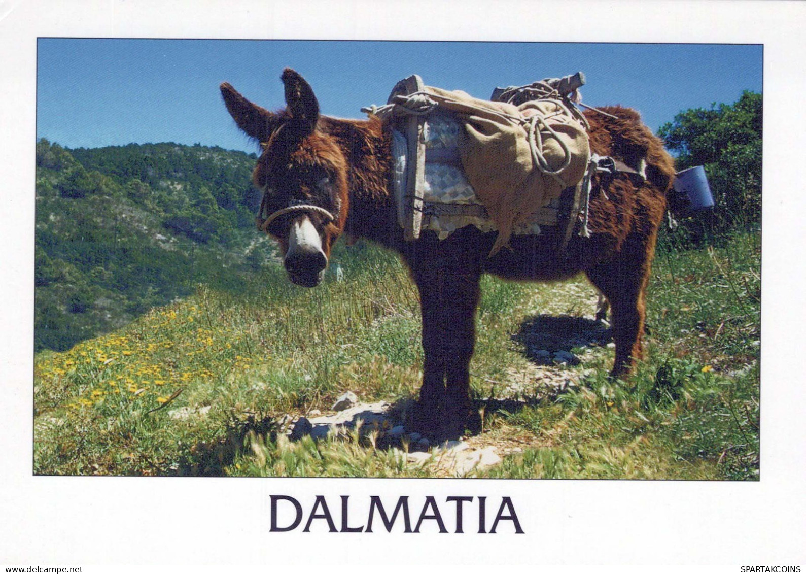 ESEL Tier Vintage Ansichtskarte Postkarte CPSM #PBR946.DE - Donkeys