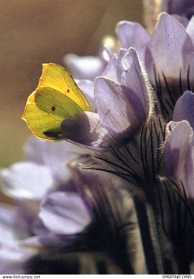 SCHMETTERLINGE Tier Vintage Ansichtskarte Postkarte CPSM #PBS460.DE - Butterflies