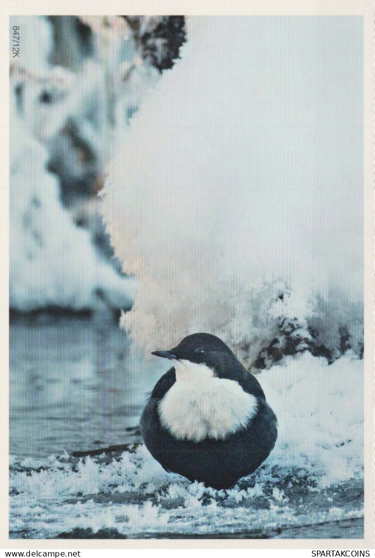 VOGEL Tier Vintage Ansichtskarte Postkarte CPSM #PBR419.DE - Vögel