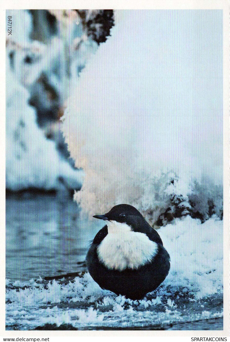 VOGEL Tier Vintage Ansichtskarte Postkarte CPSM #PBR419.DE - Vögel