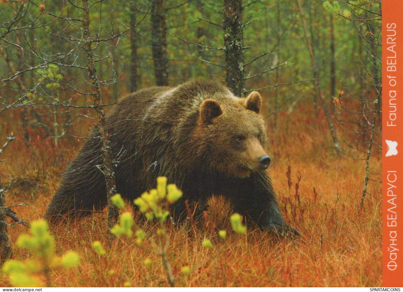 GEBÄREN Tier Vintage Ansichtskarte Postkarte CPSM #PBS273.DE - Bears