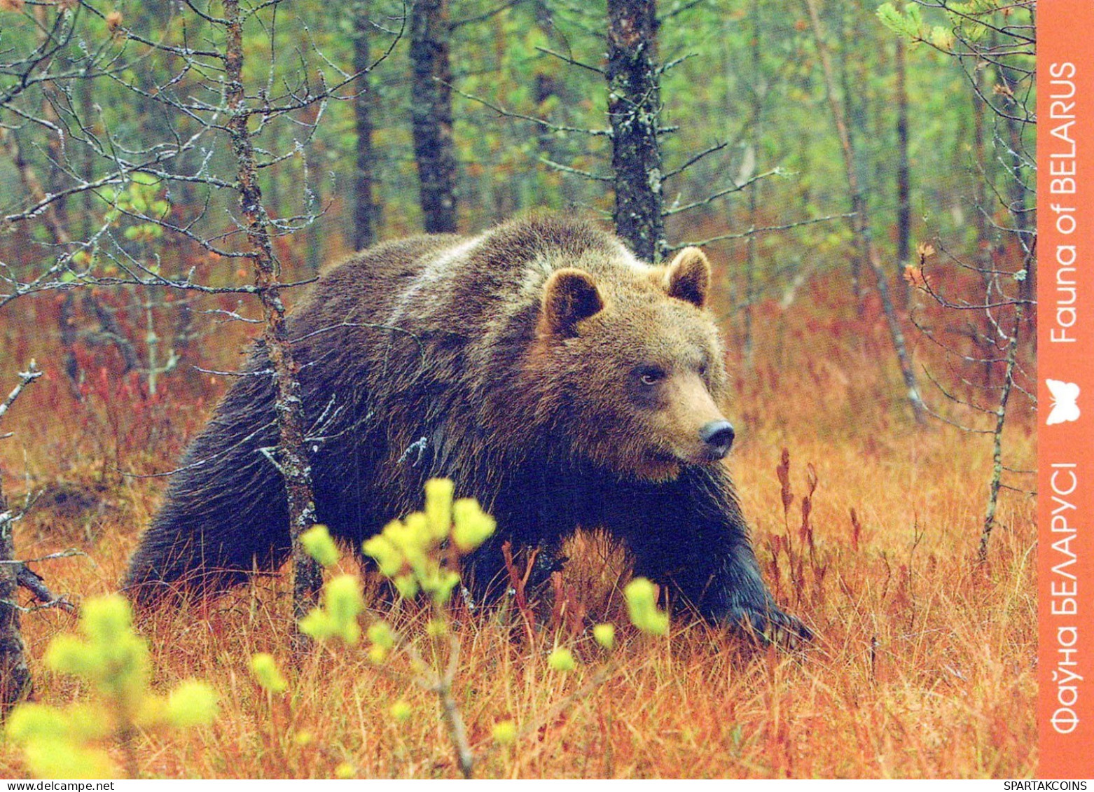 GEBÄREN Tier Vintage Ansichtskarte Postkarte CPSM #PBS273.DE - Ours