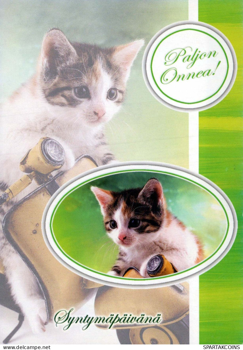 KATZE MIEZEKATZE Tier Vintage Ansichtskarte Postkarte CPSM #PBQ828.DE - Katzen