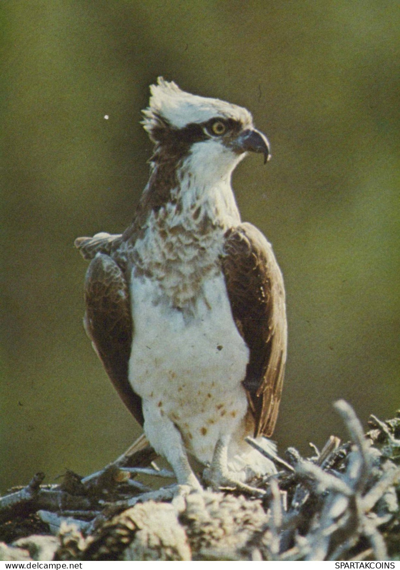 VOGEL Tier Vintage Ansichtskarte Postkarte CPSM #PBR481.DE - Birds
