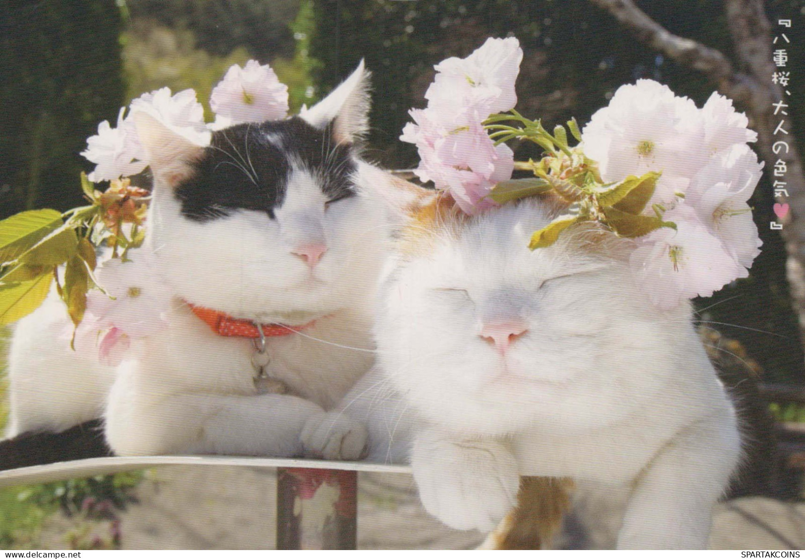 KATZE MIEZEKATZE Tier Vintage Ansichtskarte Postkarte CPSM #PBQ766.DE - Cats