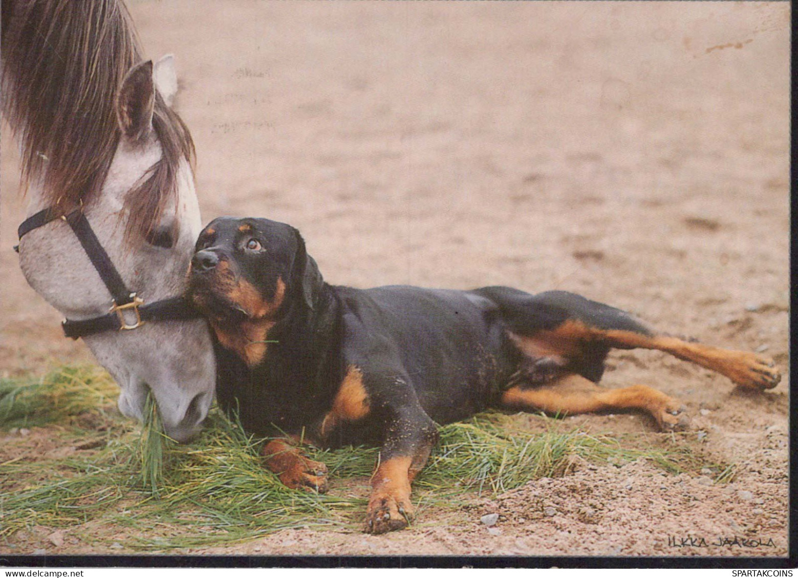 HUND Tier Vintage Ansichtskarte Postkarte CPSM #PBQ498.DE - Chiens