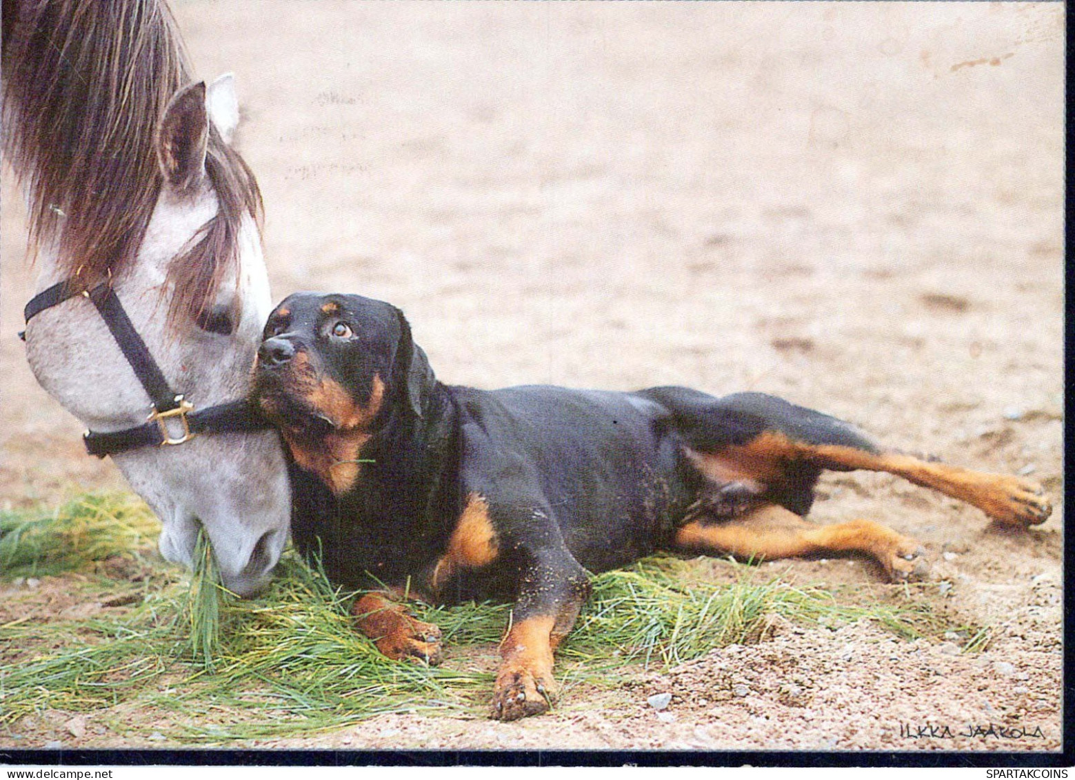 HUND Tier Vintage Ansichtskarte Postkarte CPSM #PBQ498.DE - Chiens