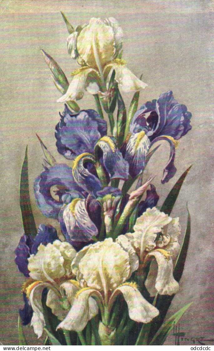 Illustrateur Tingri IRIS  RV - Flowers