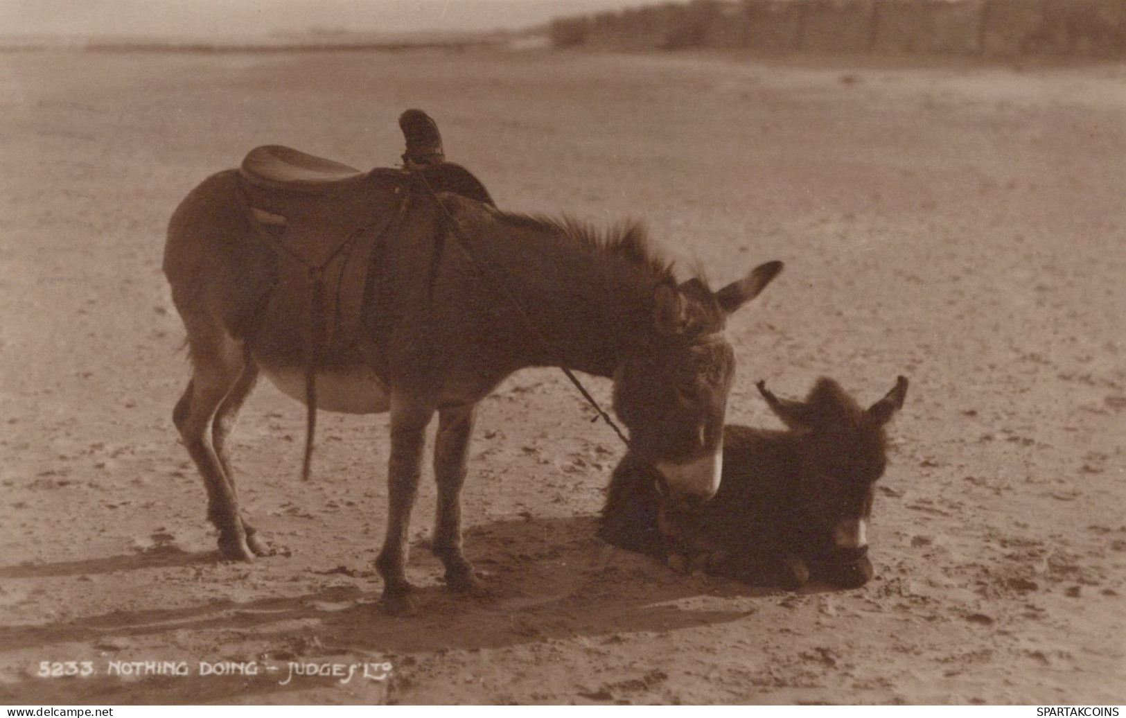 ASINO Animale Vintage CPA Cartolina #PAA229.IT - Donkeys