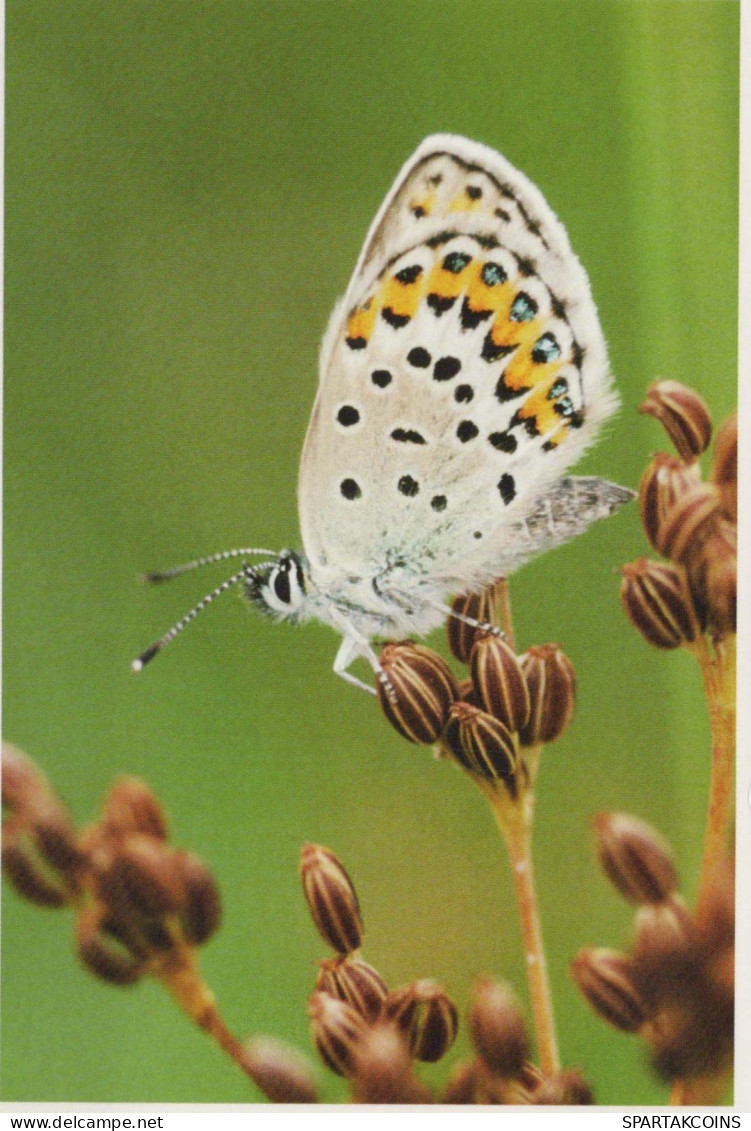 FARFALLA Animale Vintage Cartolina CPSM #PBS461.IT - Butterflies