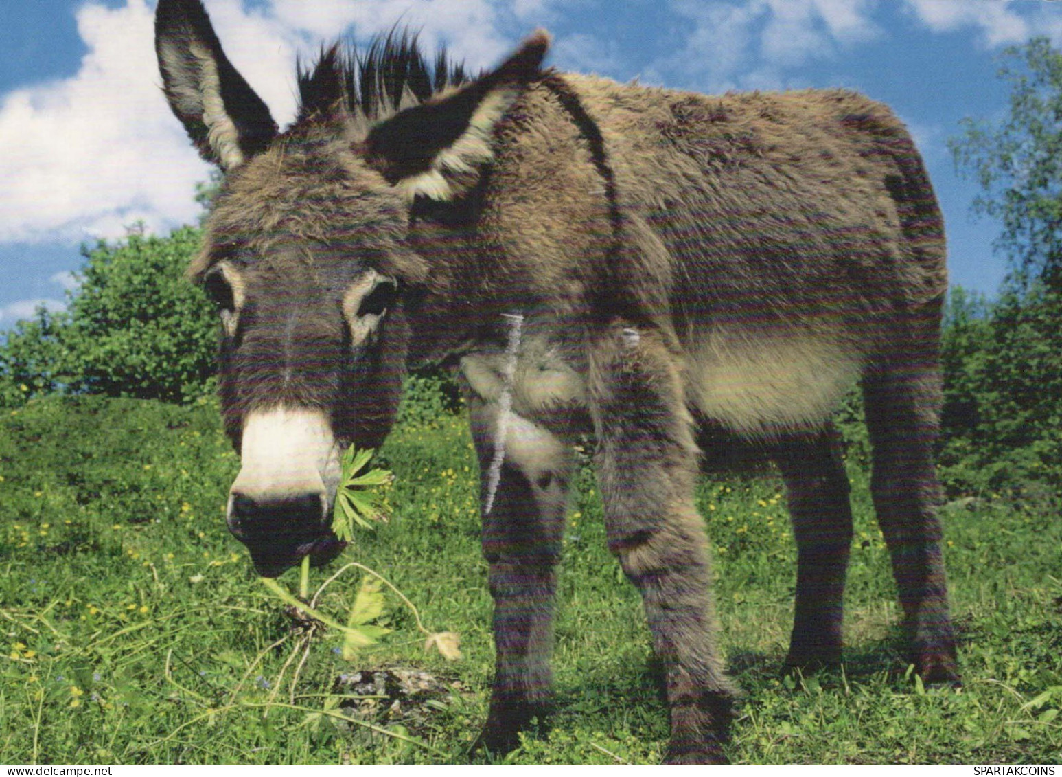 ASINO Animale Vintage Cartolina CPSM #PBR947.IT - Donkeys