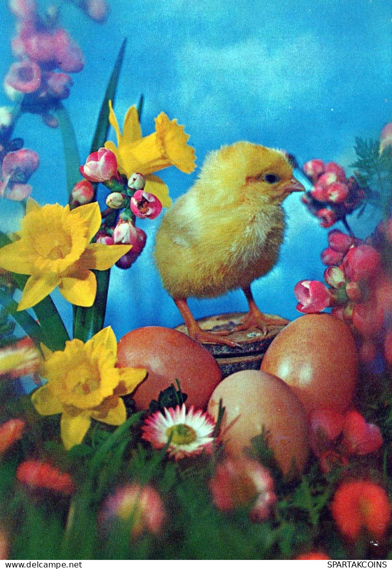 PASQUA POLLO UOVO Vintage Cartolina CPSM #PBP038.IT - Easter