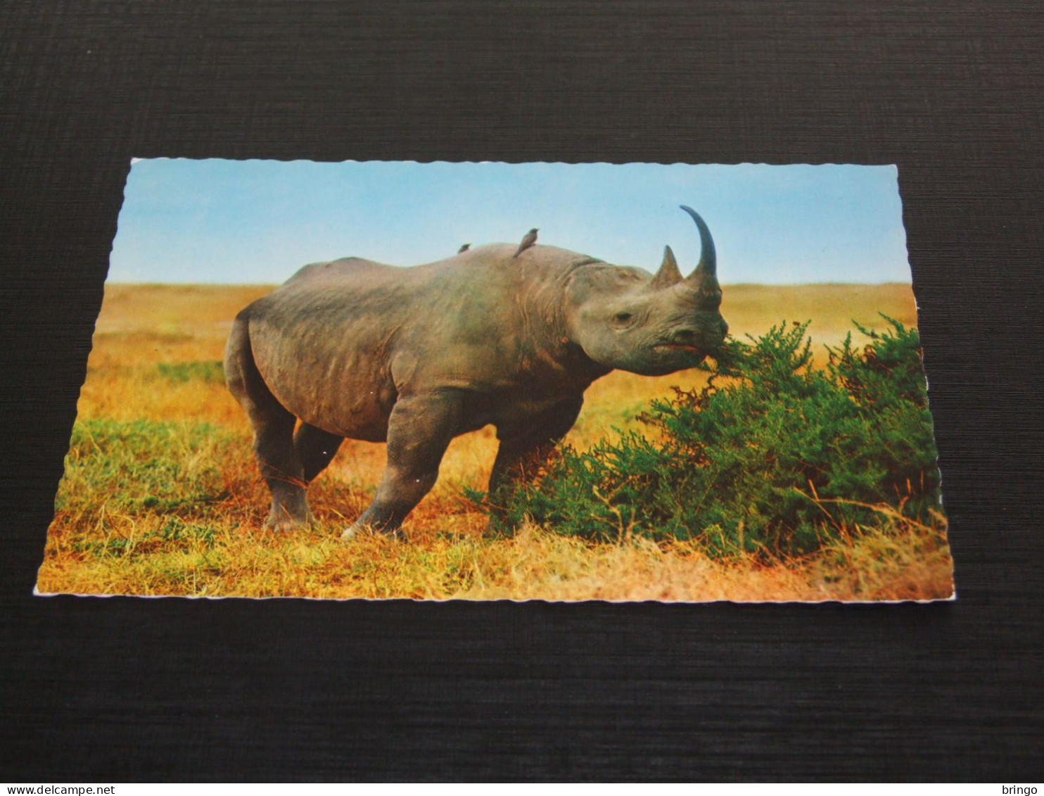 75274-    ANIMALS - NEUSHOORN / RHINO - Rinoceronte