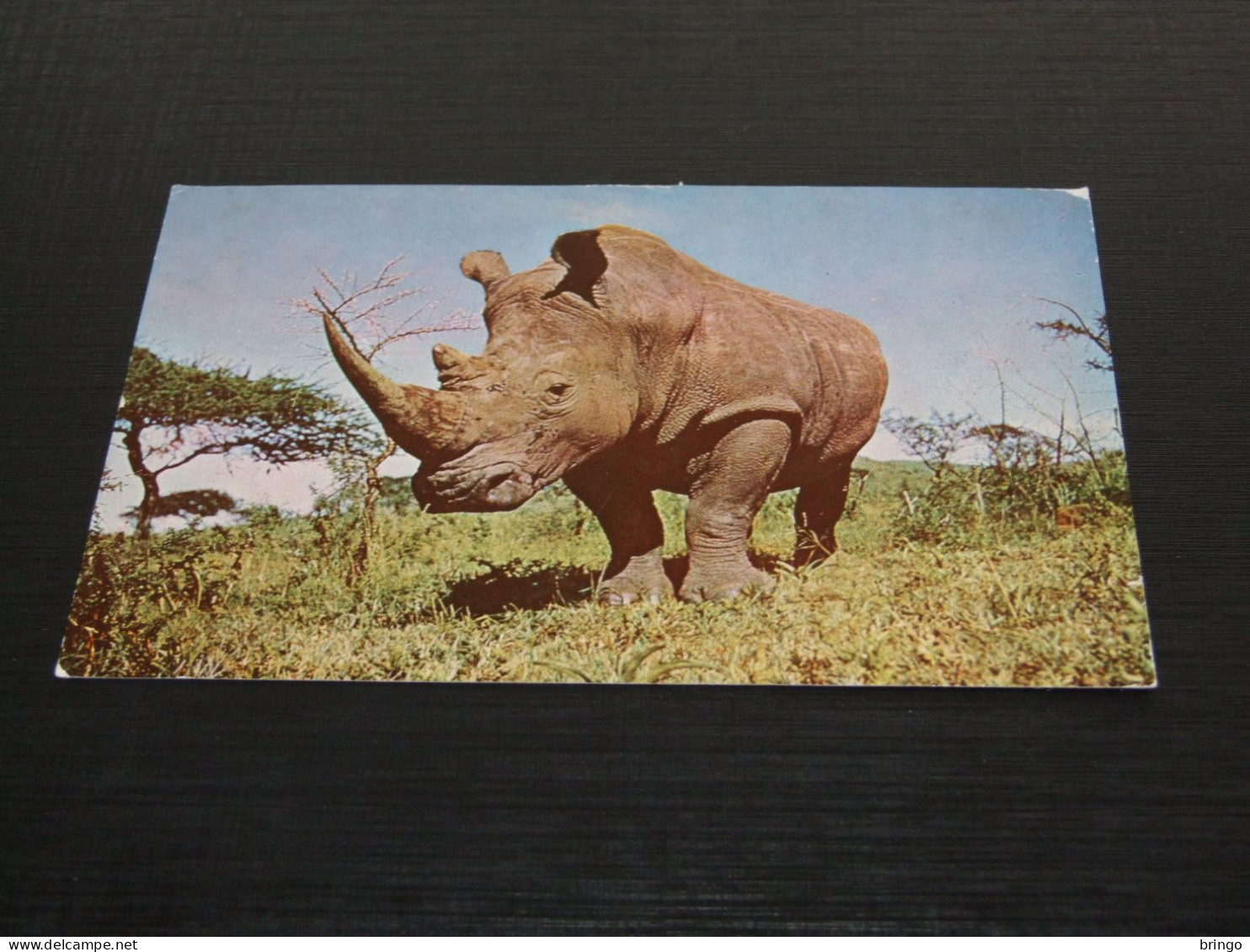 75276-    ANIMALS - NEUSHOORN / RHINO - Rhinozeros