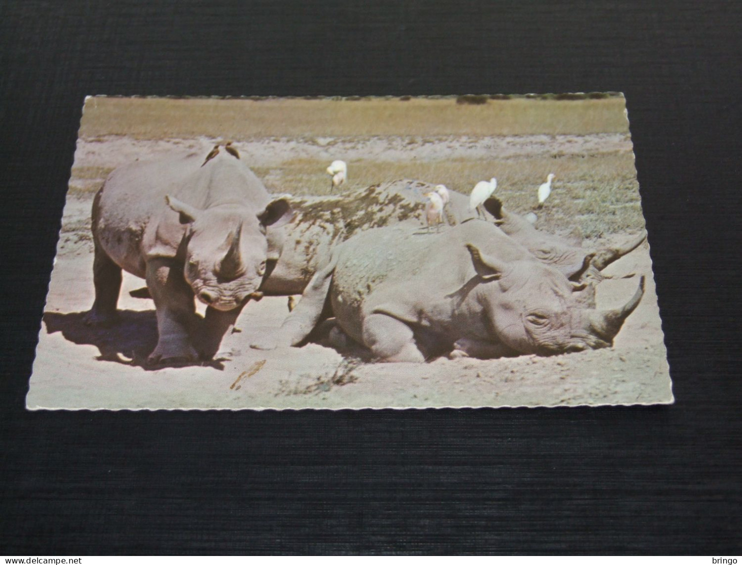 75278-    ANIMALS - NEUSHOORN / RHINO - Rhinoceros