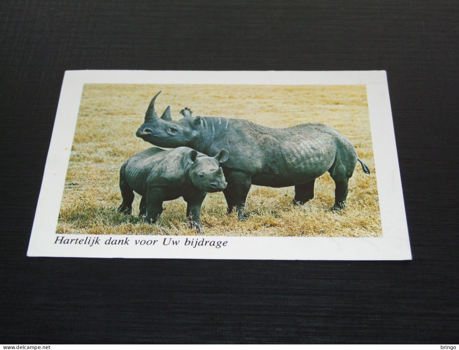 75279-    ANIMALS - NEUSHOORN / RHINO - Rhinoceros