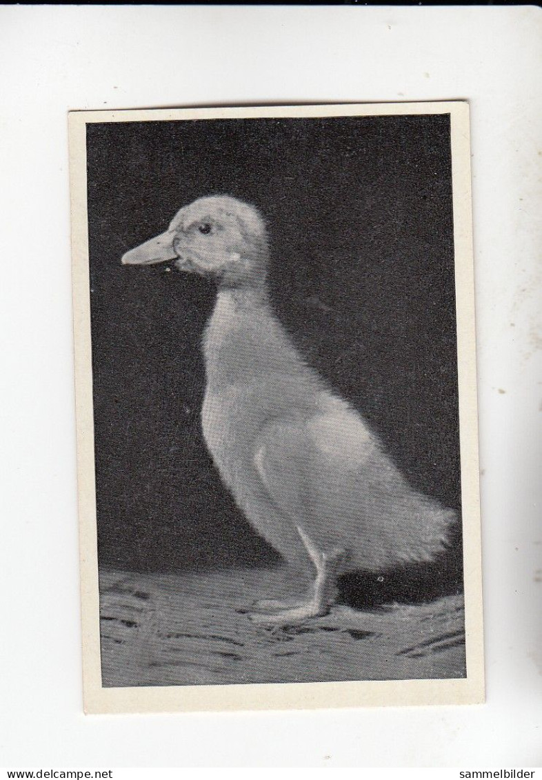 Mit Trumpf Durch Alle Welt Heitere Tierbilder II Die Ente    C Serie 14 # 2 Von 1934 - Andere Merken