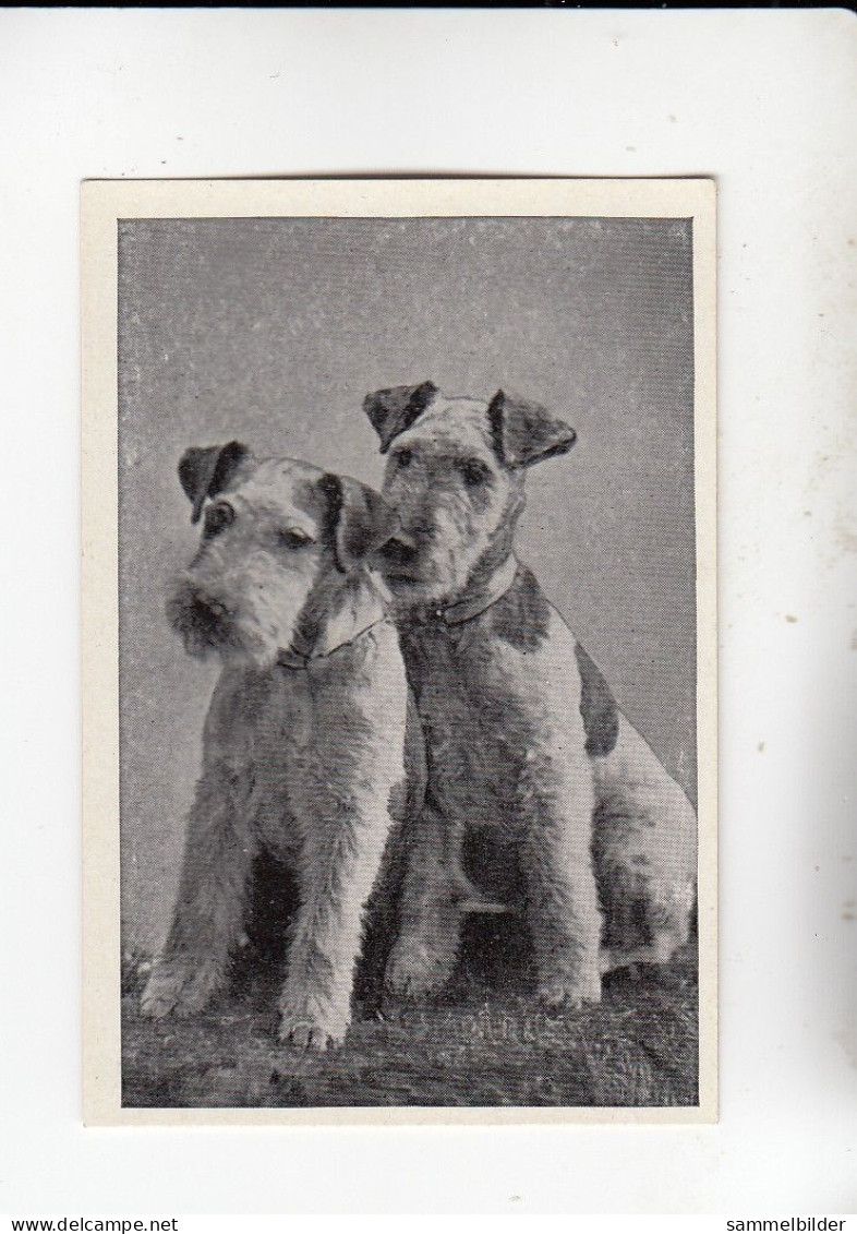 Mit Trumpf Durch Alle Welt Heitere Tierbilder II Die Drahthaarterrier    C Serie 14 # 3 Von 1934 - Sigarette (marche)