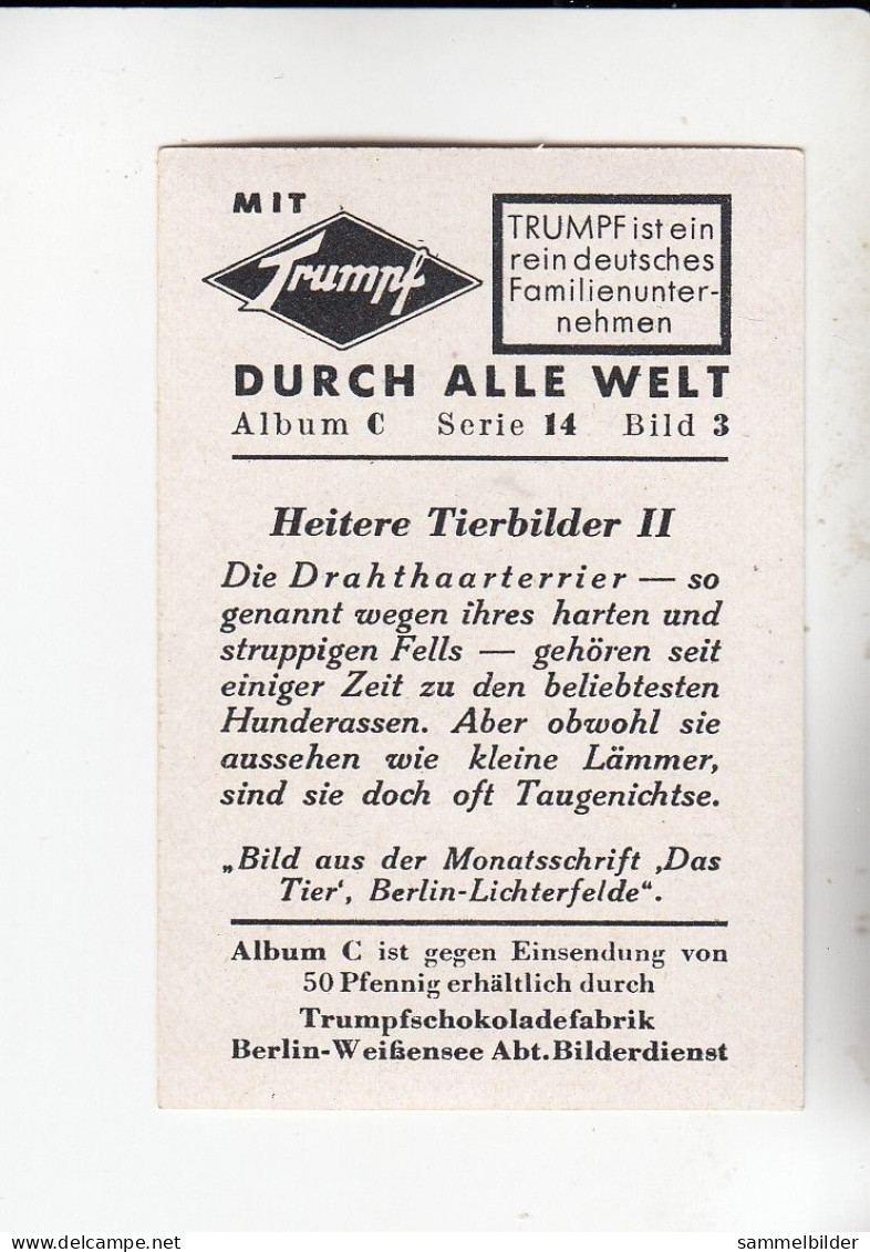 Mit Trumpf Durch Alle Welt Heitere Tierbilder II Die Drahthaarterrier    C Serie 14 # 3 Von 1934 - Zigarettenmarken