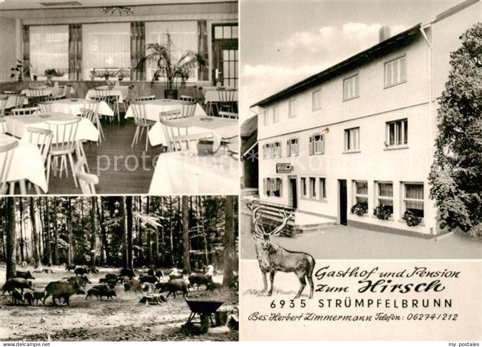 73854526 Struempfelbrunn Gasthof Pension Zum Hirsch Gaststube Wildschweinrudel S - Altri & Non Classificati