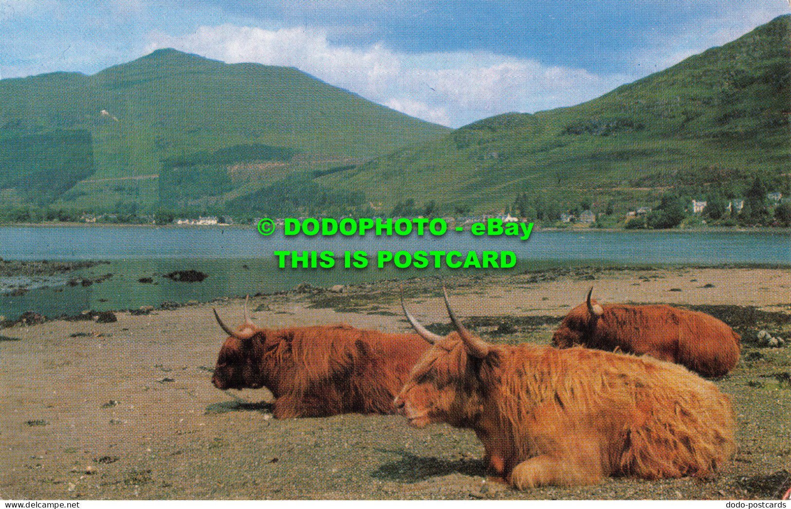 R519344 Highland Cattle At Loch Goil. Carol Gibbs - Monde