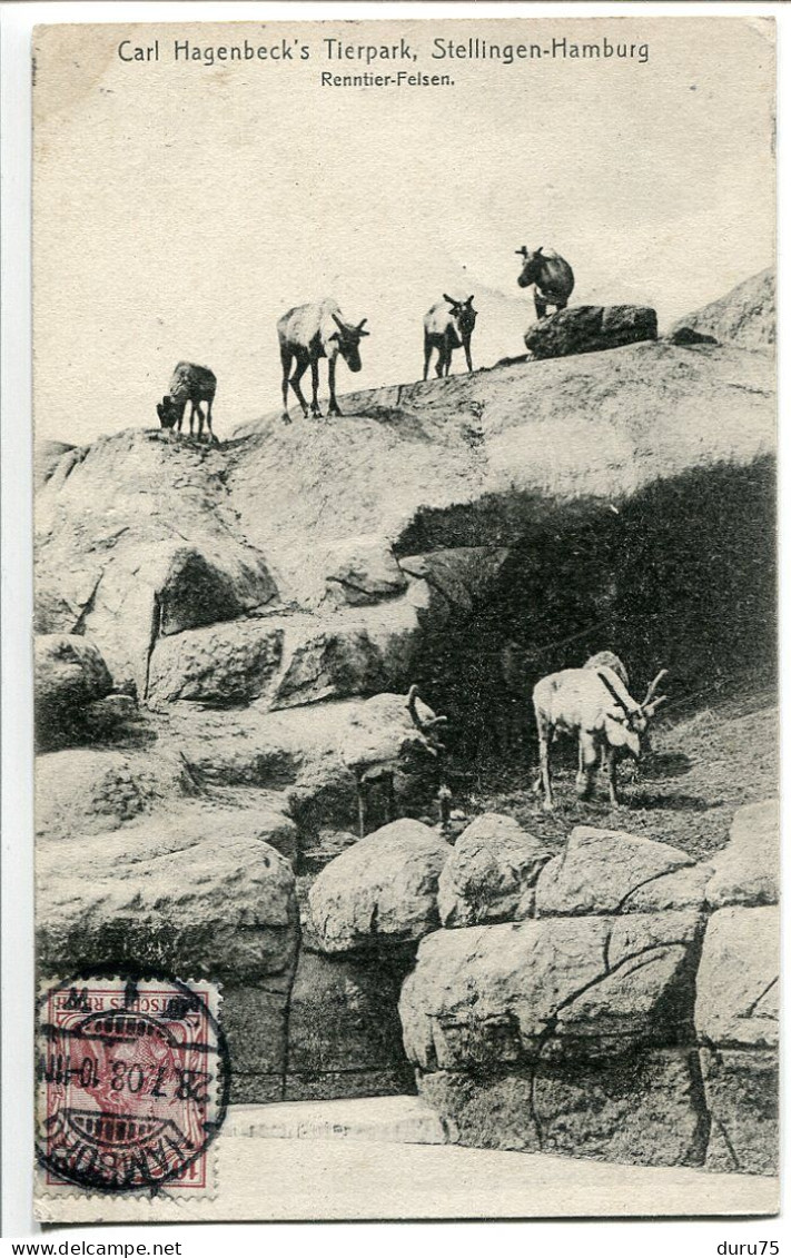 ALLEMAGNE * CPA Voyagé 1908 * Stellingen Hamburg Renntier Felsen (rochers Rennes) Carl Hagenbeck's Tierpark - Stellingen