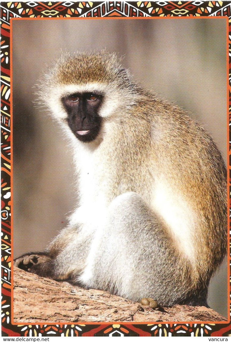 Picture Postcard Czech Republic Monkey 2024 - Affen