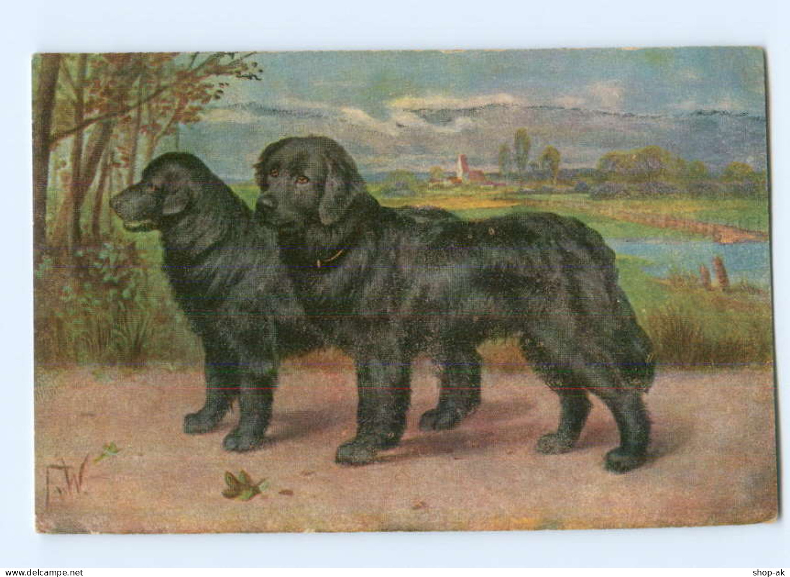 Y7842/ Hunde Neufundländer AK Ca.1912 - Dogs