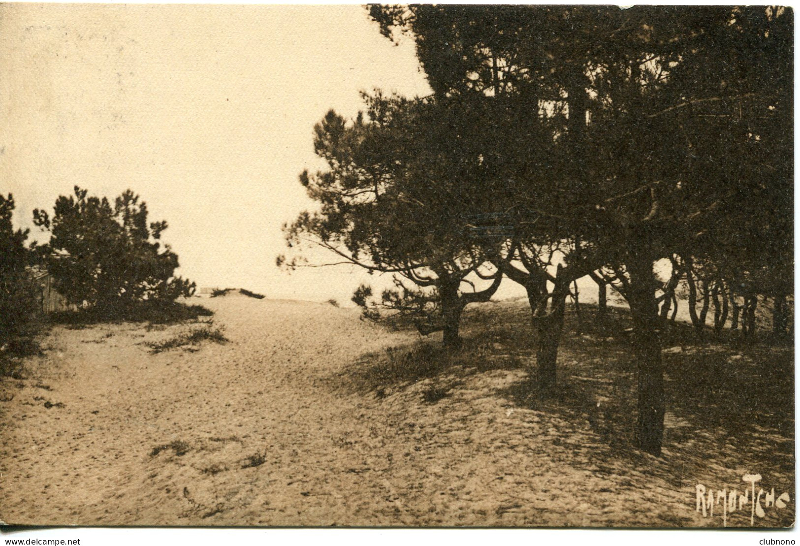 CPA - ILE D'OLERON - BOIS DE PINS DE LA PLAGE DE BOYARDVILLE - Ile D'Oléron