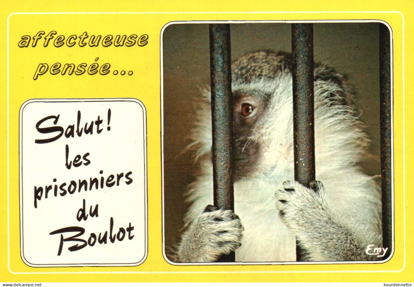 THEME  HUMOUR / LE SINGE - Humor