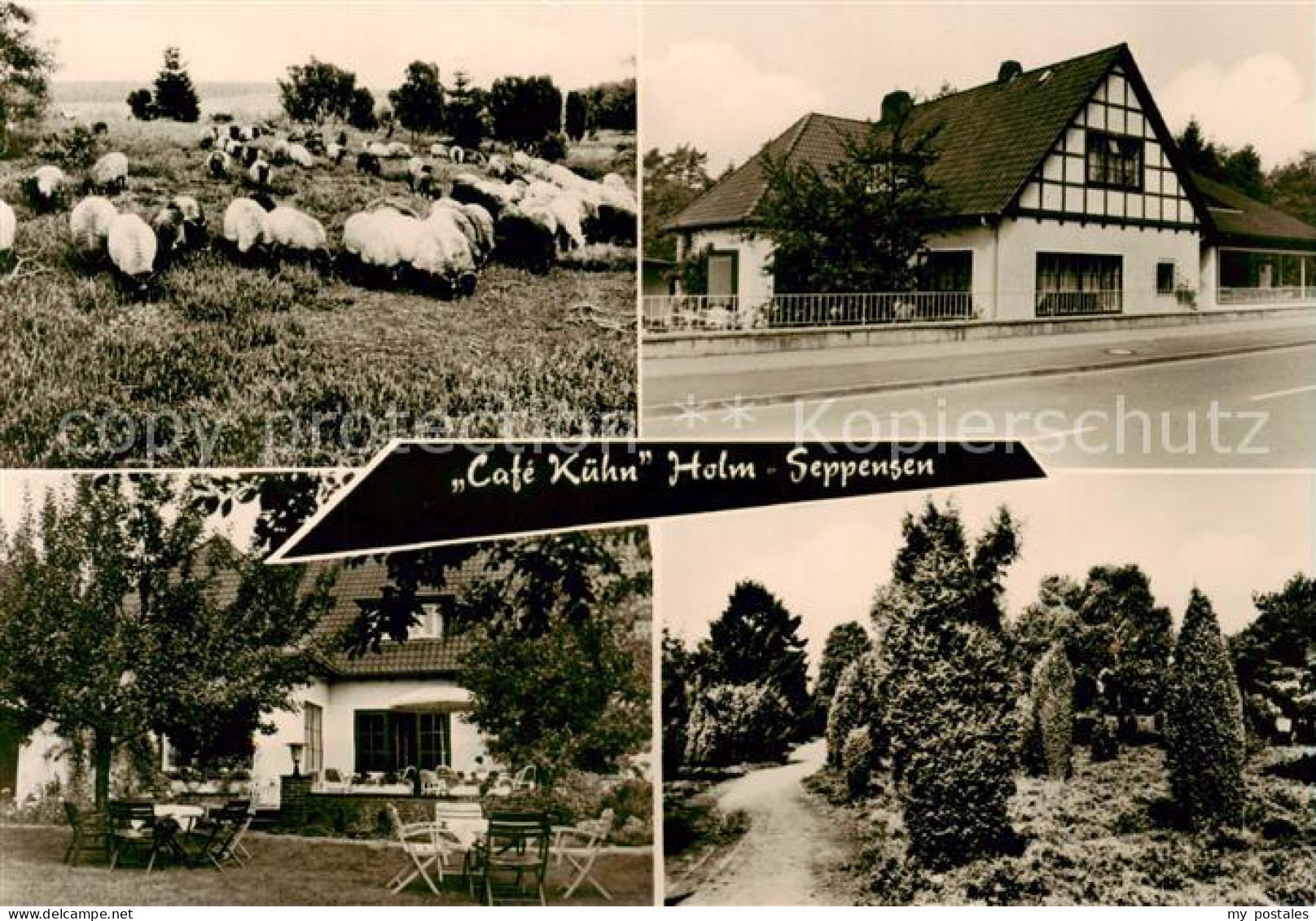 73852851 Holm-Seppensen Schafherde Cafe Kuehn Terrasse Park Holm-Seppensen - Buchholz