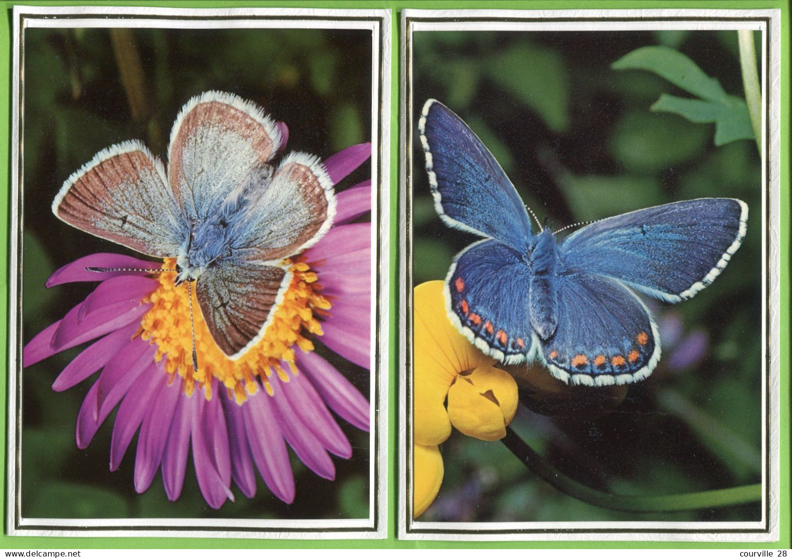 PAPILLON PAPILLONS LOT De 2 Format 11,50 X 16 Cm * Belle Image Glacée Sur Support épais Double Pour Faire Carte Postale - Papillons