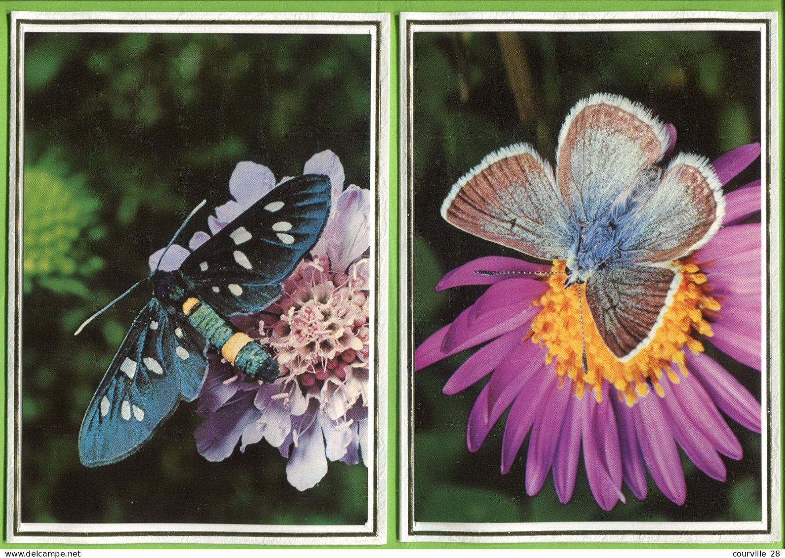 PAPILLON PAPILLONS LOT De 2 Format 11,50 X 16 Cm * Belle Image Glacée Sur Support épais Double Pour Faire Carte Postale - Schmetterlinge