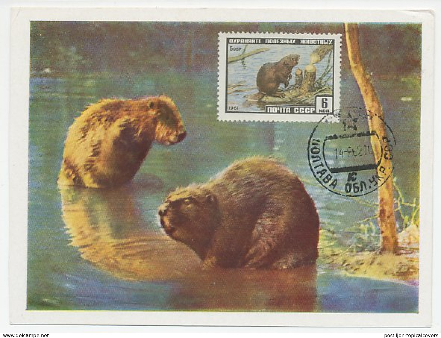 Maximum Card Soviet Union 1962 Beaver - Other & Unclassified