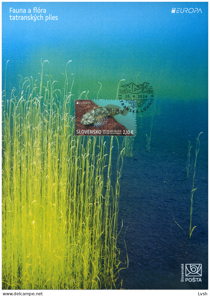 Slovakia.2024.Europa CEPT.Underwater Fauna And Flora.Alpine Bullhead (Cottus Poecilopus).Collection Sheet . - 2024