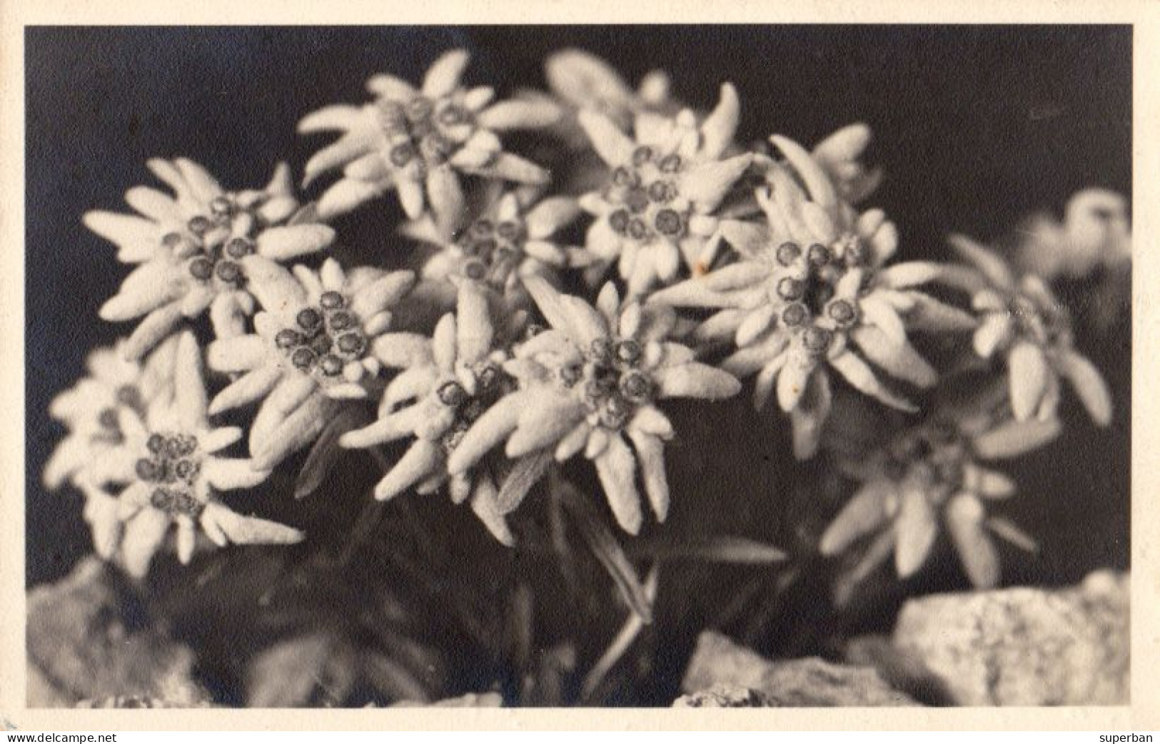 EDELWEISS ( LEONTOPODIUM ALPINUM ) - CARTE VRAIE PHOTO / REAL PHOTO POSTCARD ~ 1940 - '943 (an623) - Blumen