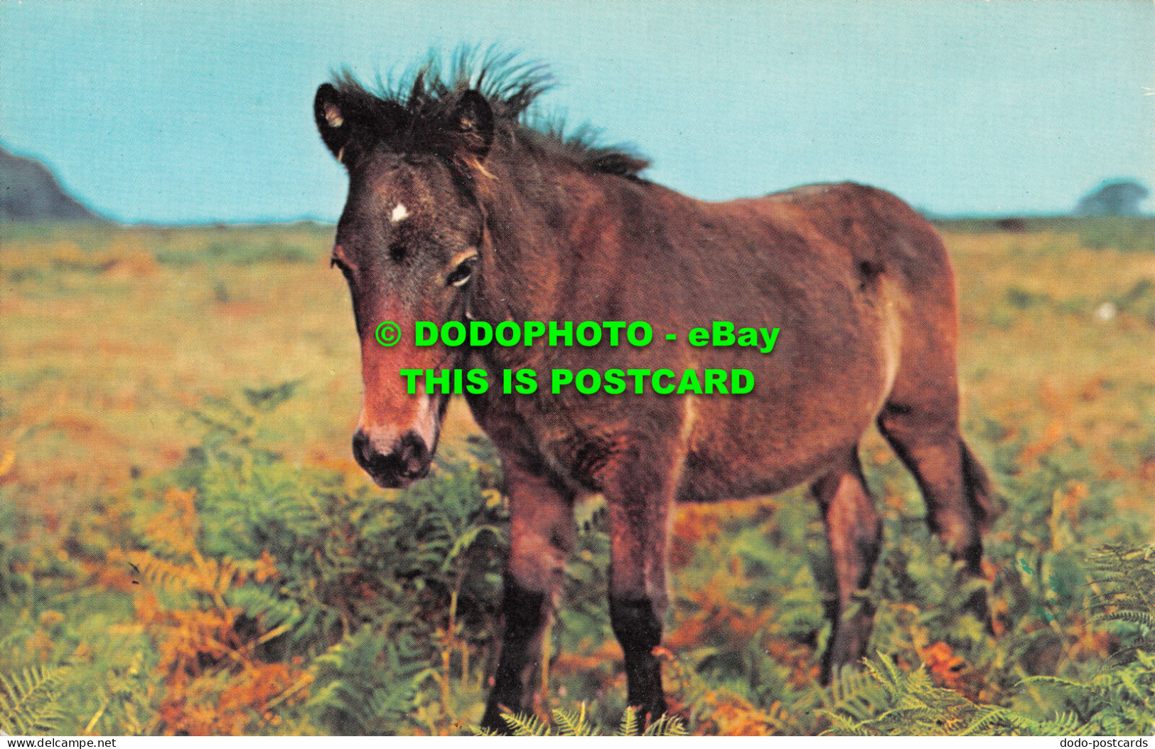 R519765 Devon. Dartmoor Pony. Dartmoor. N. P. O. Dexter. Litho - Mondo