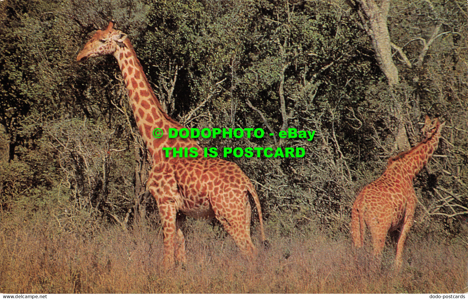 R519766 Wild Animals. Giraffe. J. Salmon. Postcard - Mondo