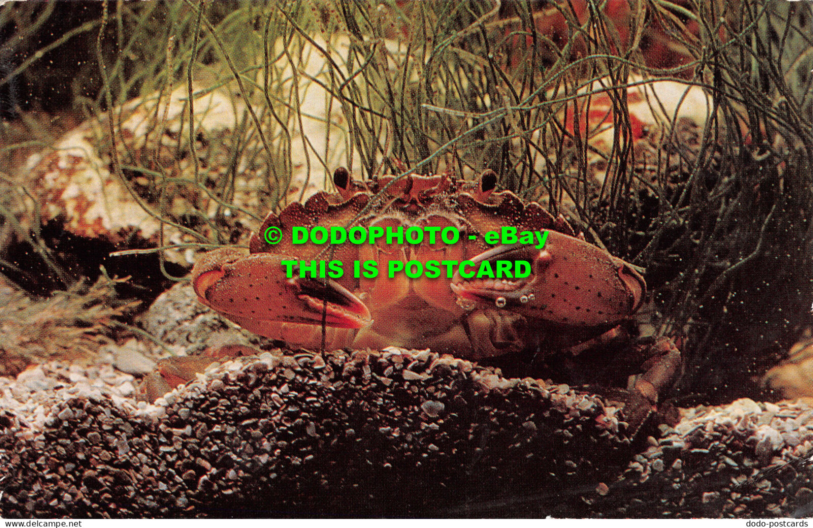 R519770 Shore Crab. J. Salmon. Postcard - Mondo