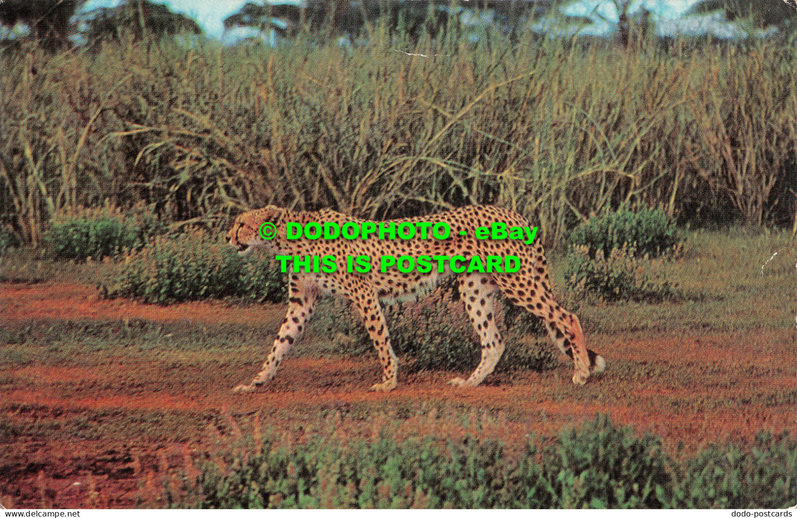 R519774 African Wild Life. Cheetah. J. Salmon - Mondo
