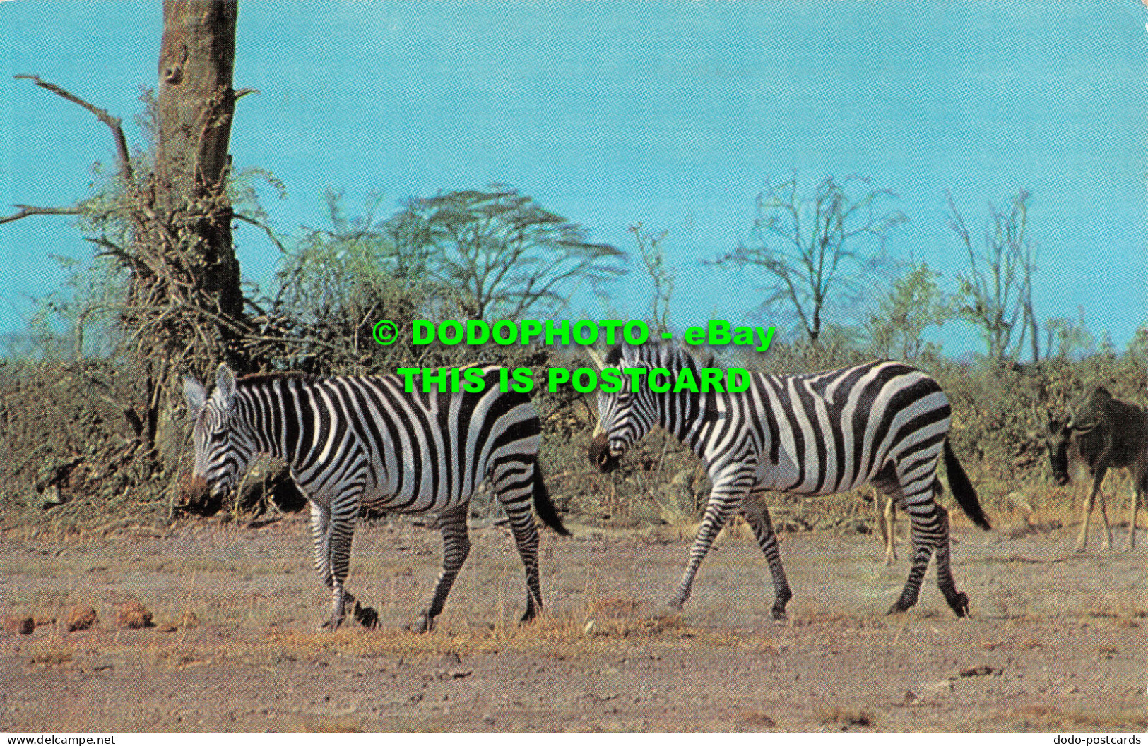 R519775 African Wild Life. Zebra. J. Salmon - Mondo