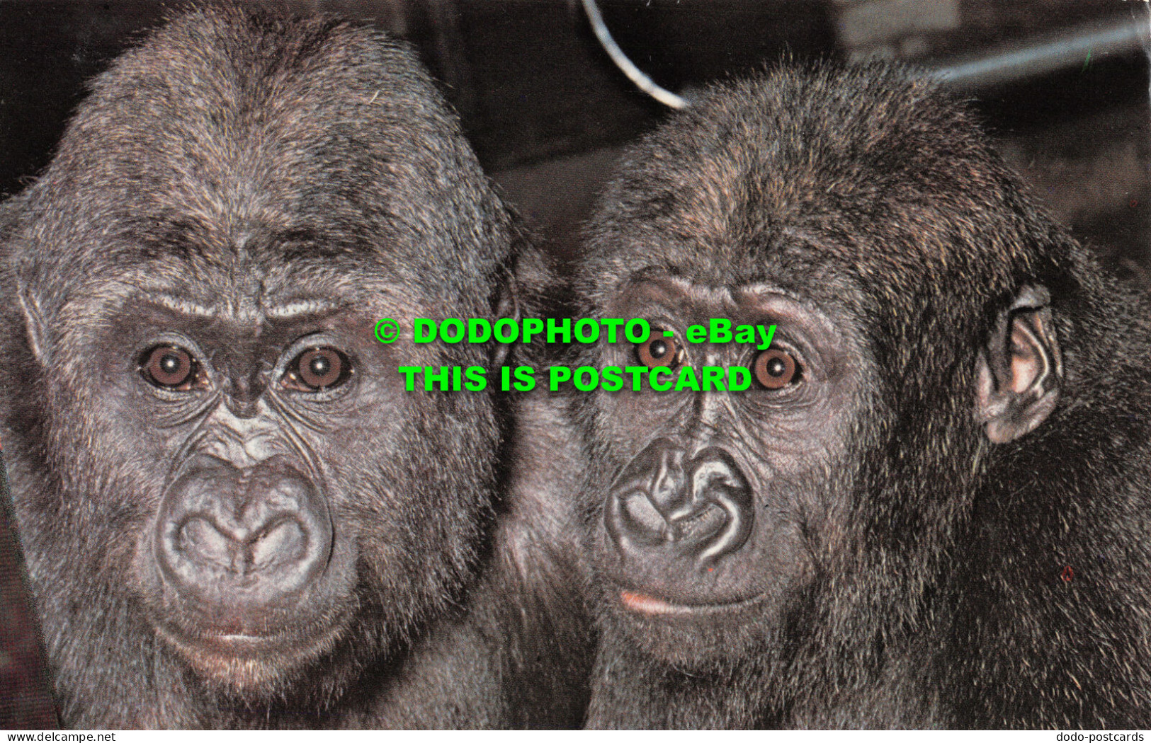R519778 Young Gorillas. The Zoological Society Of London. M. Lyster - Sonstige & Ohne Zuordnung