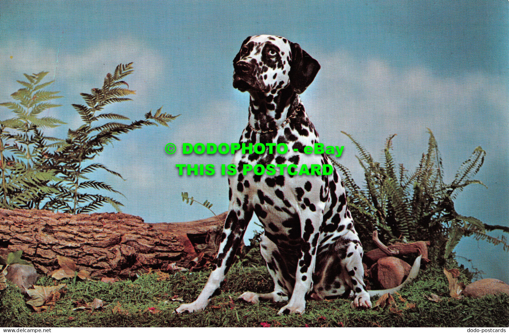 R519786 Purebred Dalmatian. Koppell Color Cards. Upper Michigan Card George M. H - Mondo