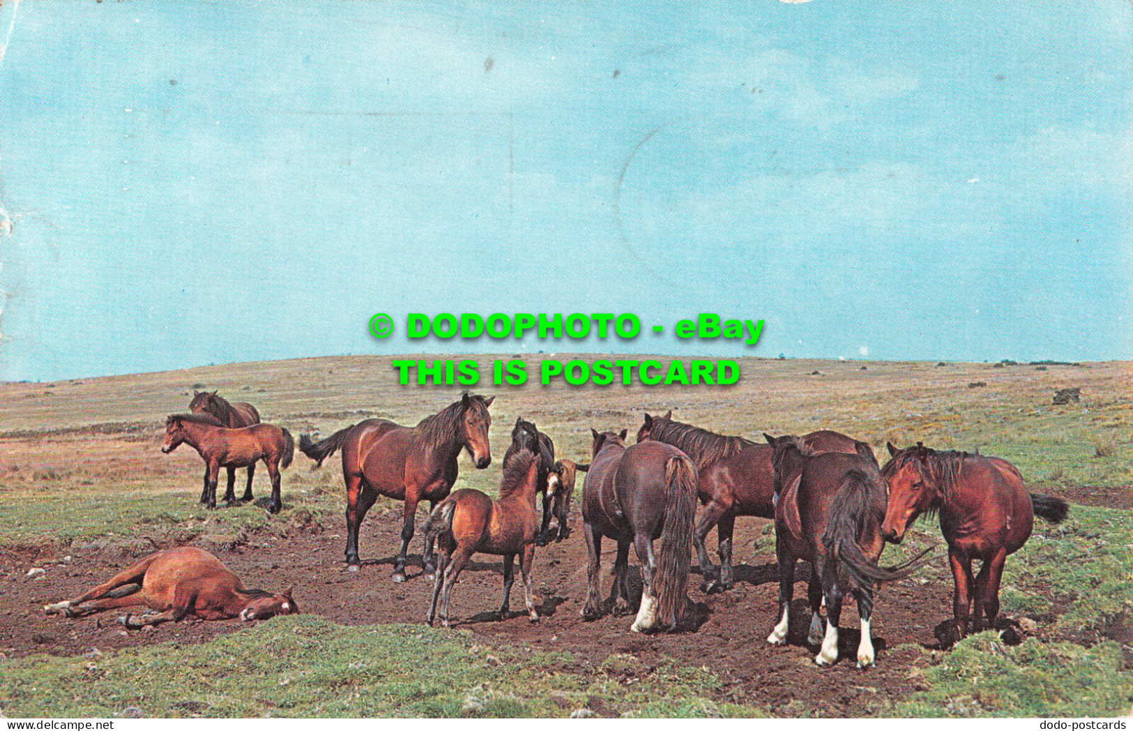 R519790 Westcountry Moorland Ponies. A Herd Of Ponies On Bodmin Moor.Plastichrom - Mondo