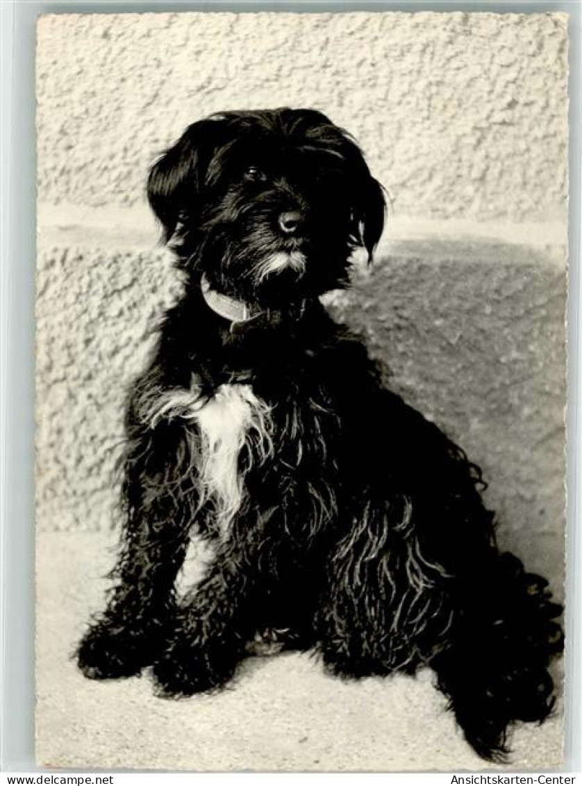 39626505 - Franz. Griffon Rassehund - Hunde