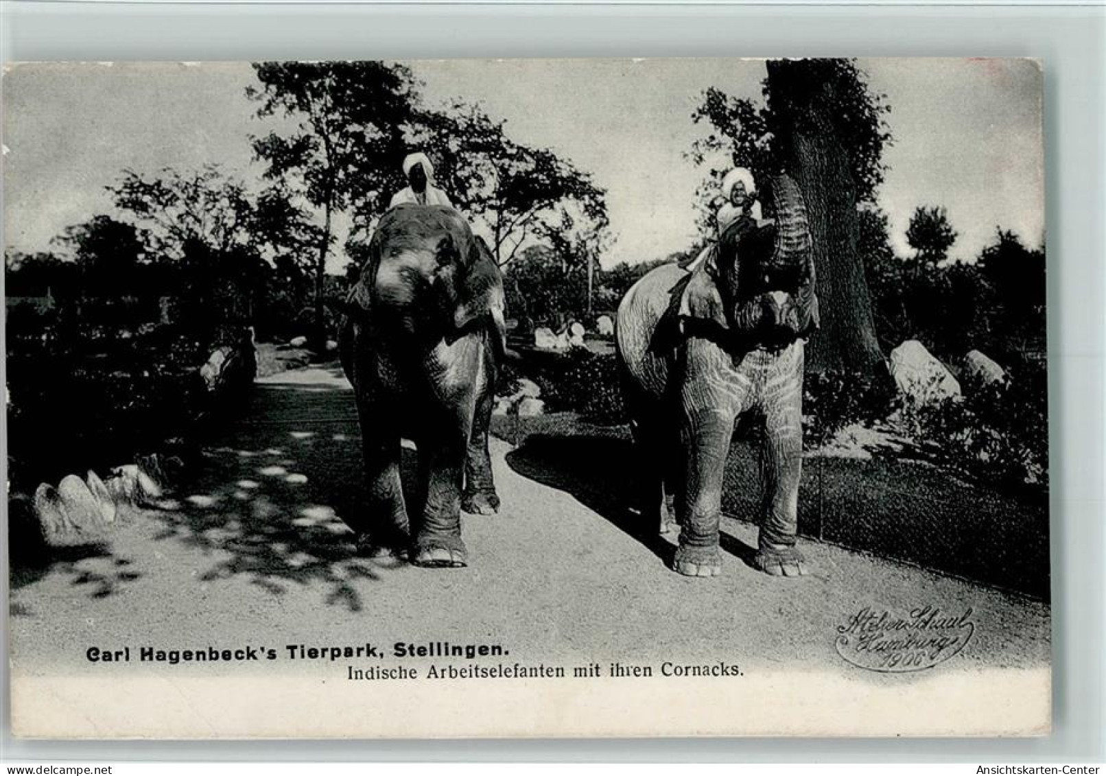 10136205 - Zoo Hagenbeck Indische Arbeitselefanten Mit - Sonstige & Ohne Zuordnung