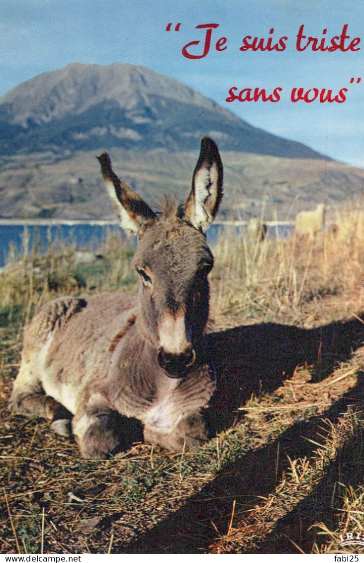 ANON JE SUIS TRISTE SANS VOUS - Donkeys