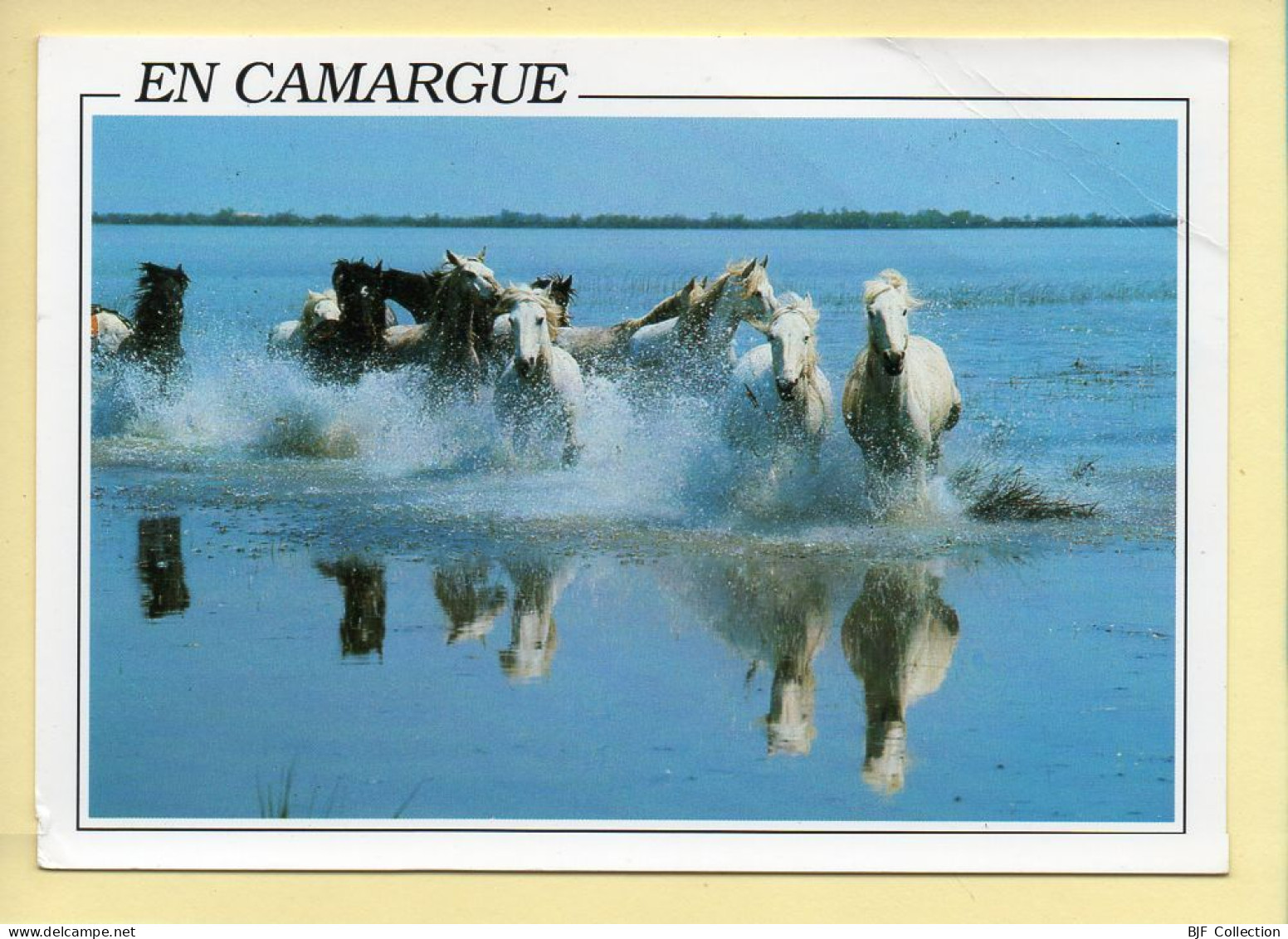 Chevaux : En Camargue (voir Scan Recto/verso) - Horses